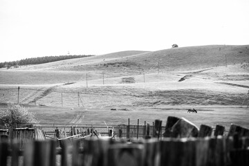Some horses on a green hill at one spring day. Black and white
