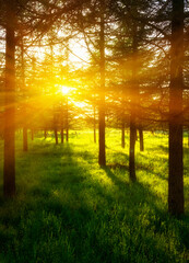 Fototapeta na wymiar Beautiful Sunlight in spring forest , The Nature Of Israel
