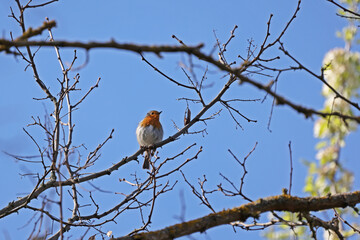 A robins greets spring with a song