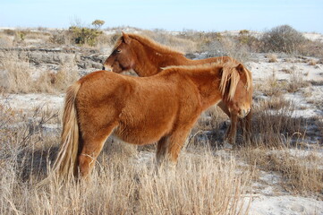 Wild horses roaming Assateague Island, in Worcester County, Maryland.