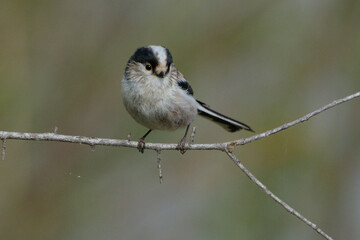 Long-tailed Tit (Aegithalos caudatus) on a branch