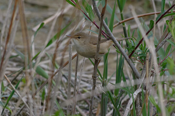 Eurasian Reed Warbler (Acrocephalus scirpaceus)