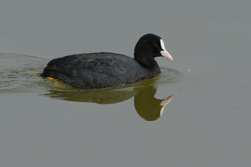 Eurasian Coot (Fulica atra) on the water