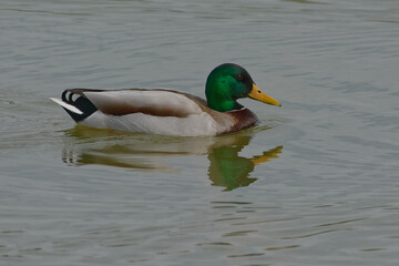 Male Mallard (Anas platyrhynchos)