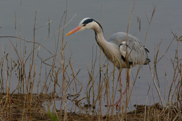 Grey Heron (Ardea cinerea)