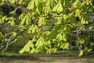 new leaf of an Aesculus hippocastanum, the horse chestnut in spring in a park in geneva switzerland