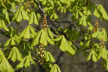 Fototapeta na wymiar new leaf of an Aesculus hippocastanum, the horse chestnut in spring in a park in geneva switzerland