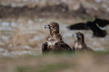 Cinereous Vulture, (Aegypius monachus) in its natural habitat. Wildlife.