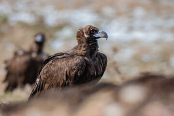 Cinereous Vulture, (Aegypius monachus) in its natural habitat. Wildlife.