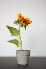 Yellow and Orange Flower