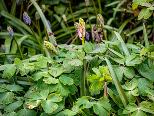 Bluebells coming out among foliage