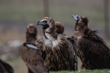Cinereous Vulture, (Aegypius monachus) in its natural habitat. Wildlife.
