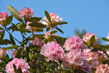 Pacific rhododendron (Rhododendron macrophyllum), blooming time in a park in Geneva Switzerland