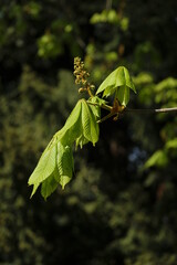 new leaf of an Aesculus hippocastanum, the horse chestnut in spring in a park in geneva switzerland