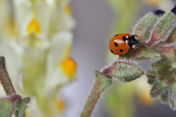 Detail of red ladybug on purple, white and yellow wildflowers
