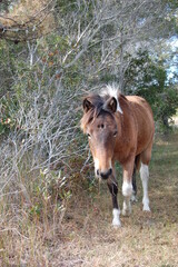 A wild horse roaming Assateague Island, in Worcester County, Maryland.