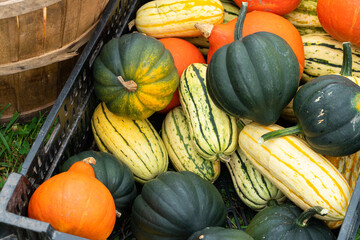 Farmer's Market Squash in Bucket