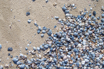 Seashells on the shore. Shell beach.