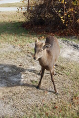 A sika deer buck enjoying a sunny day on Assateague Island, in Worcester County, Maryland.