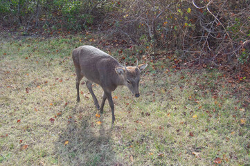 A sika deer buck enjoying a sunny day on Assateague Island, in Worcester County, Maryland.