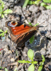 Peacock butterfly sitting on the ground