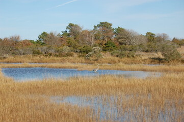 The beautiful scenery of Assateague Island, in Worcester County, Maryland.