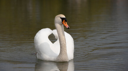 Fototapeta premium A white swan slowly swims across a dark lake