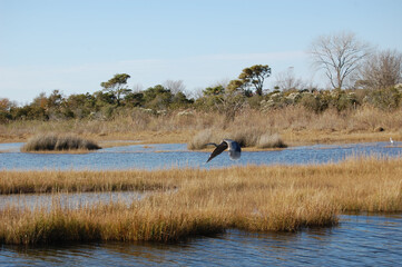 The beautiful scenery of Assateague Island, in Worcester County, Maryland.