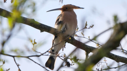 Laupheim, Deutschland: Ein Wiedehopf auf einem Ast