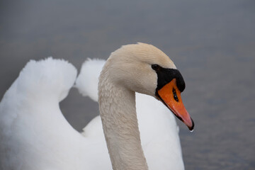 Obraz premium Close up of head and neck white swan floating on water