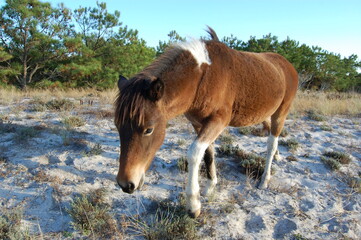 A wild horse roaming Assateague Island, in Worcester County, Maryland.
