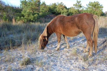 Obraz na płótnie Canvas A wild horse feeding on the grasses that grow on Assateague Island, in Worcester County, Maryland.