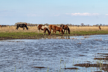 Fototapeta na wymiar Horses in the steppe by the river