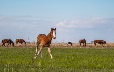 Horses in the steppe by the river