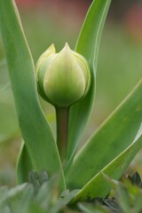 Obraz premium Yellow tulip bud growing in the garden (Tulipa) 