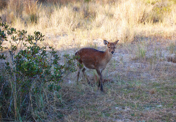 Sika deer enjoying a sunny day on Assateague Island, in Worcester County, Maryland.