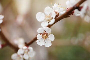 Beautiful apricot tree branch with tiny tender flowers outdoors, closeup. Awesome spring blossom