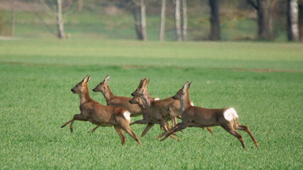 Laupheim, Deutschland: Eine Herde Rehe im vollen Lauf