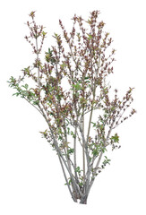 Daphne shrub isolated on white background, deciduous plant cutout