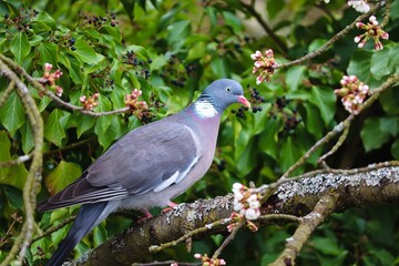 Ringeltaube sitzt im Kirschbaum