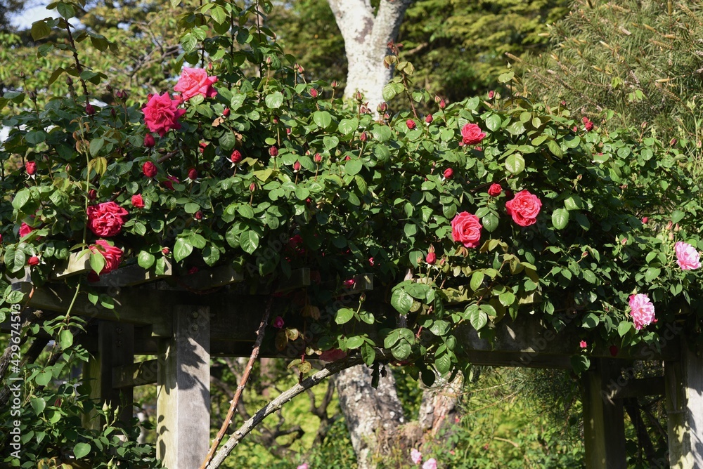 Wall mural Roses in the Rose Garden.