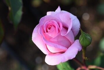 Roses in the Rose Garden.