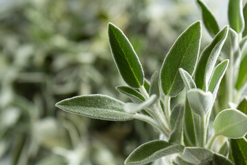 sage salvia leaves close-up on a gray background
