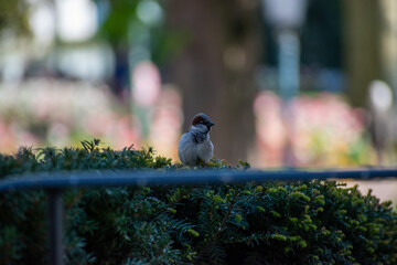 Oiseau dans la nature