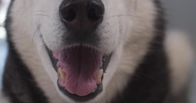 Open mouth of husky dog breathing with tongue out
