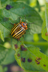 Colorado beetle sitting on a pitted potato leaf. Focus on the pest's head. Bug eating a plant. Close-up. Bright vertical illustration about insects, pests of agricultural plants and gardening. Macro