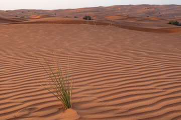 Sunset in Dubai desert. sand waves and small grass on the dune.