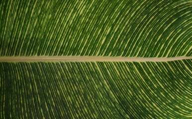 Canna leaf detail (Canna indica).