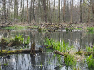 mokradło 