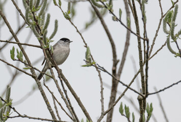Eine Mönchsgrasmücke (Sylvia atricapilla) in einem Strauch